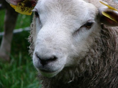 Vlaams Parlement stemt decreetsvoorstel over de toegelaten methodes voor het slachten van dieren